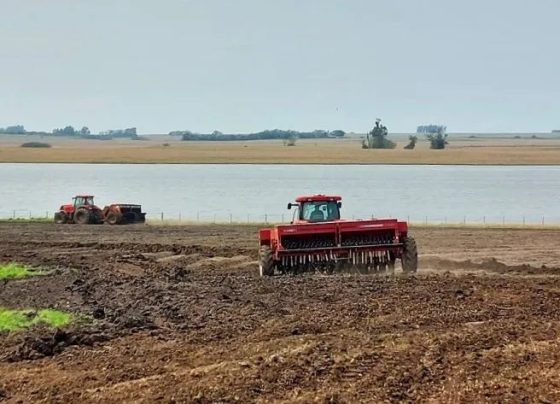 Plantio do arroz alcança 36% da área prevista no Rio Grande do Sul