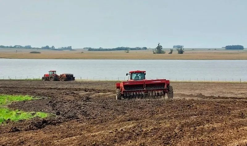 Plantação de arroz atinge 36% da área estimada no Rio Grande do Sul