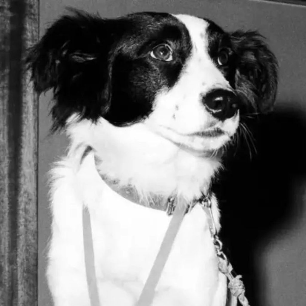 Polícia procurou por uma semana, mas foi um cachorro que encontrou a taça da Copa do Mundo perdida em Londres