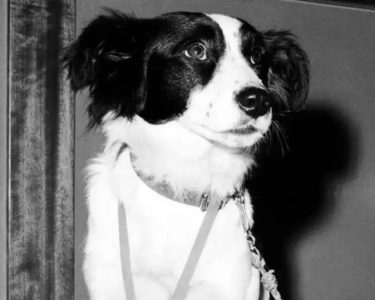 Polícia procurou por uma semana, mas foi um cachorro que encontrou a taça da Copa do Mundo perdida em Londres