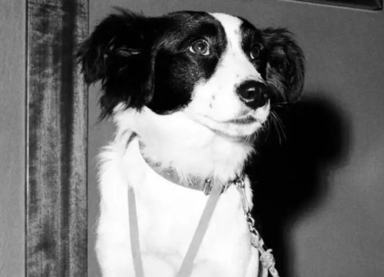 Polícia procurou por uma semana, mas foi um cachorro que encontrou a taça da Copa do Mundo perdida em Londres