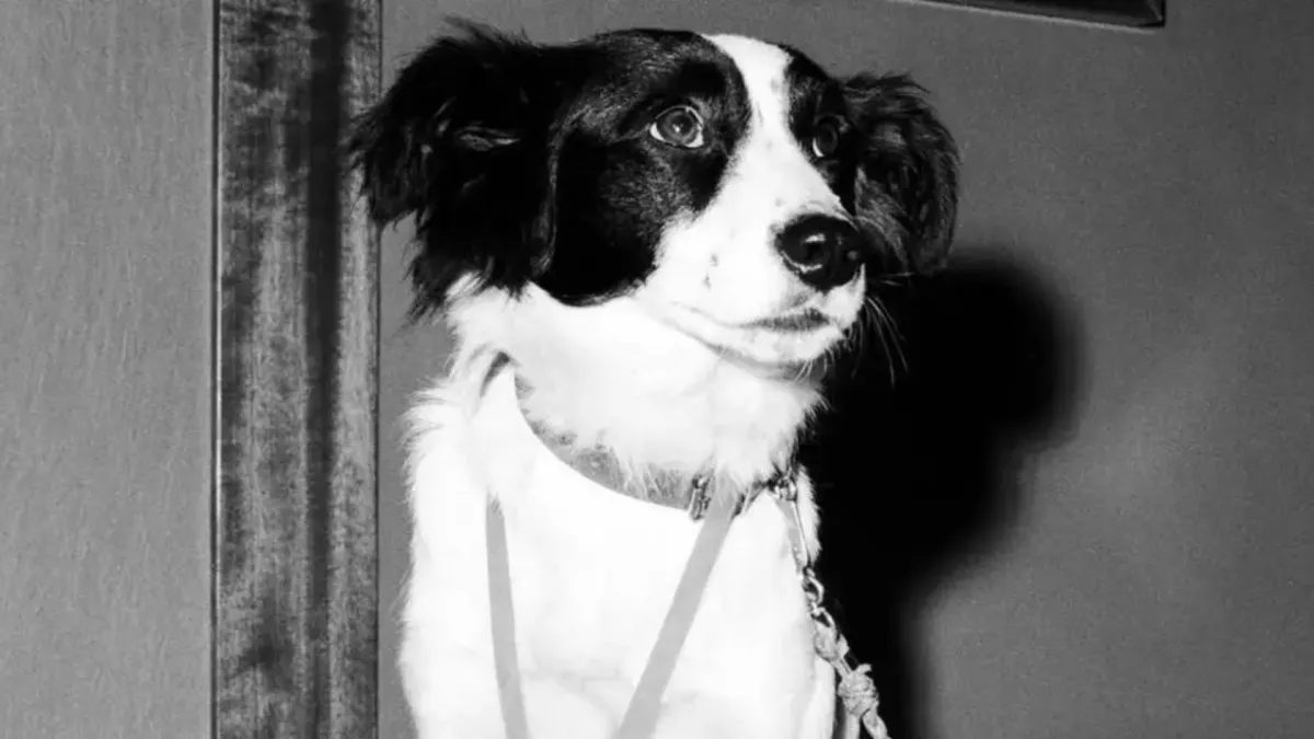 Cachorro encontrou taça da Copa do Mundo de 1966 após sumiço em Londres