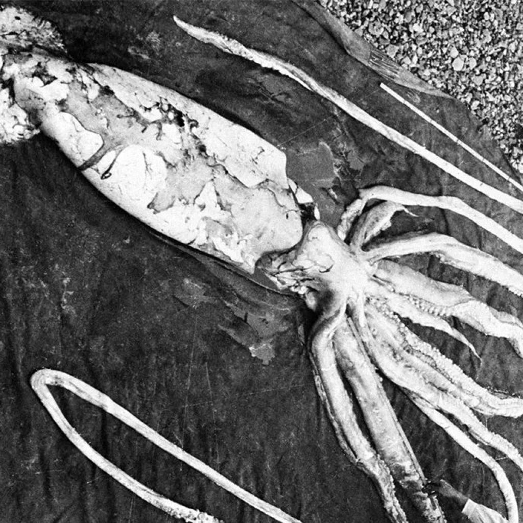 Por que as criaturas abissais ficam gigantes?