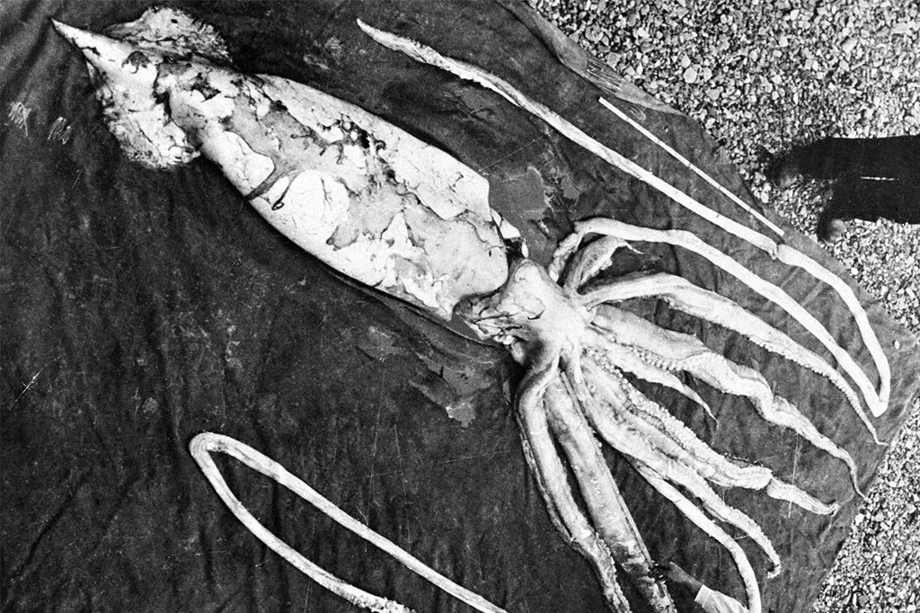 Por que criaturas das profundezas marinhas se tornam gigantes?