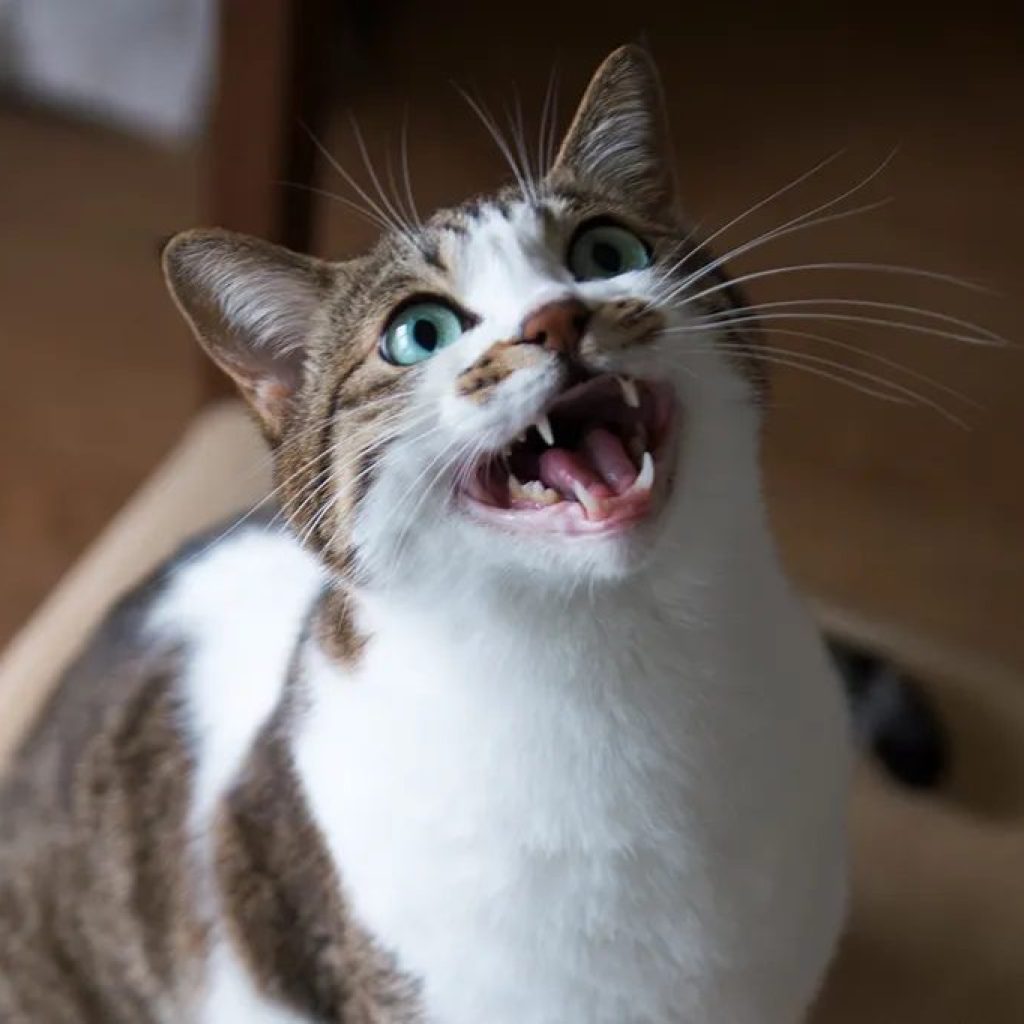 Por que os gatos às vezes caçam, mas não comem as presas?