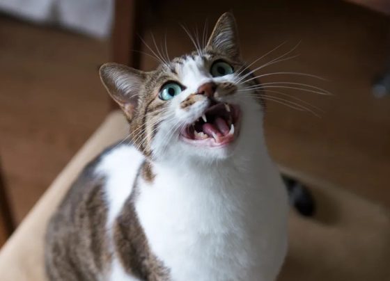 Por que os gatos às vezes caçam, mas não comem as presas?