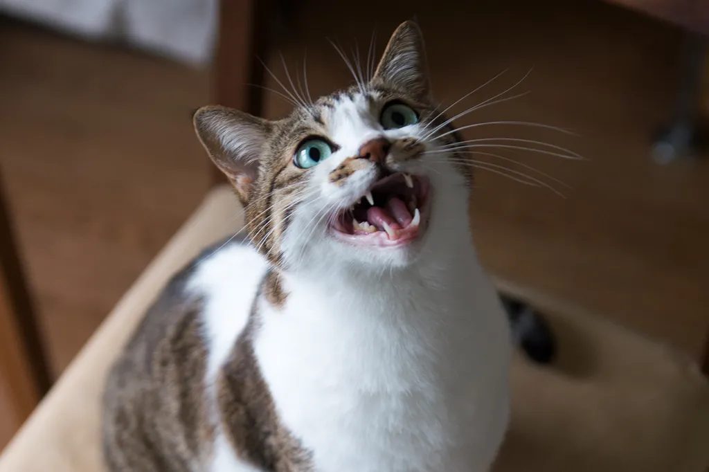 Por que os gatos caçam animais mas não comem as presas?