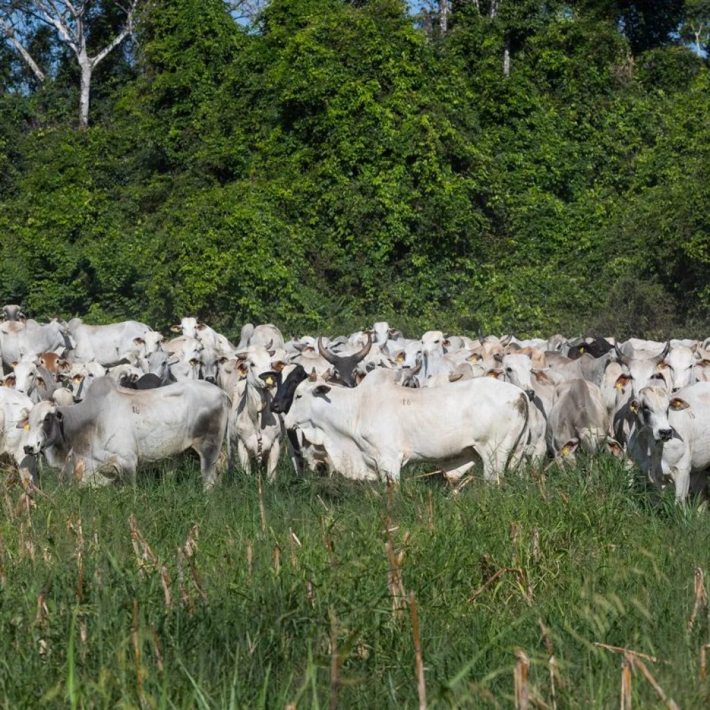 Preço do boi gordo encerra a semana com forte alta em São Paulo