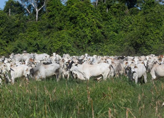 Preço do boi gordo encerra a semana com forte alta em São Paulo