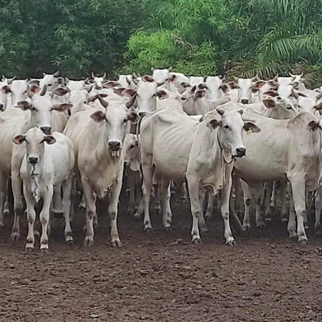 Preço do boi gordo tem mais um dia de estabilidade na maioria das regiões