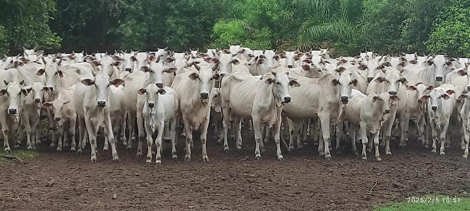 Preço do boi gordo se mantém firme em SP e avança em 12 praças pelo país