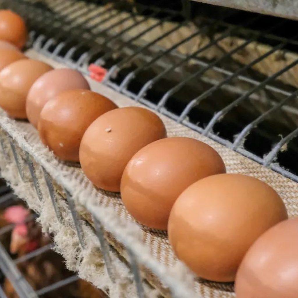 Preços dos ovos caem nas regiões produtoras com demanda mais fraca