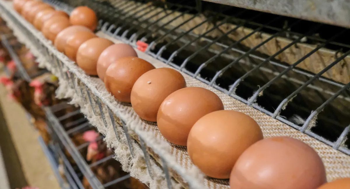 Preço do ovo cai em polos produtores do país após enfraquecimento nas vendas