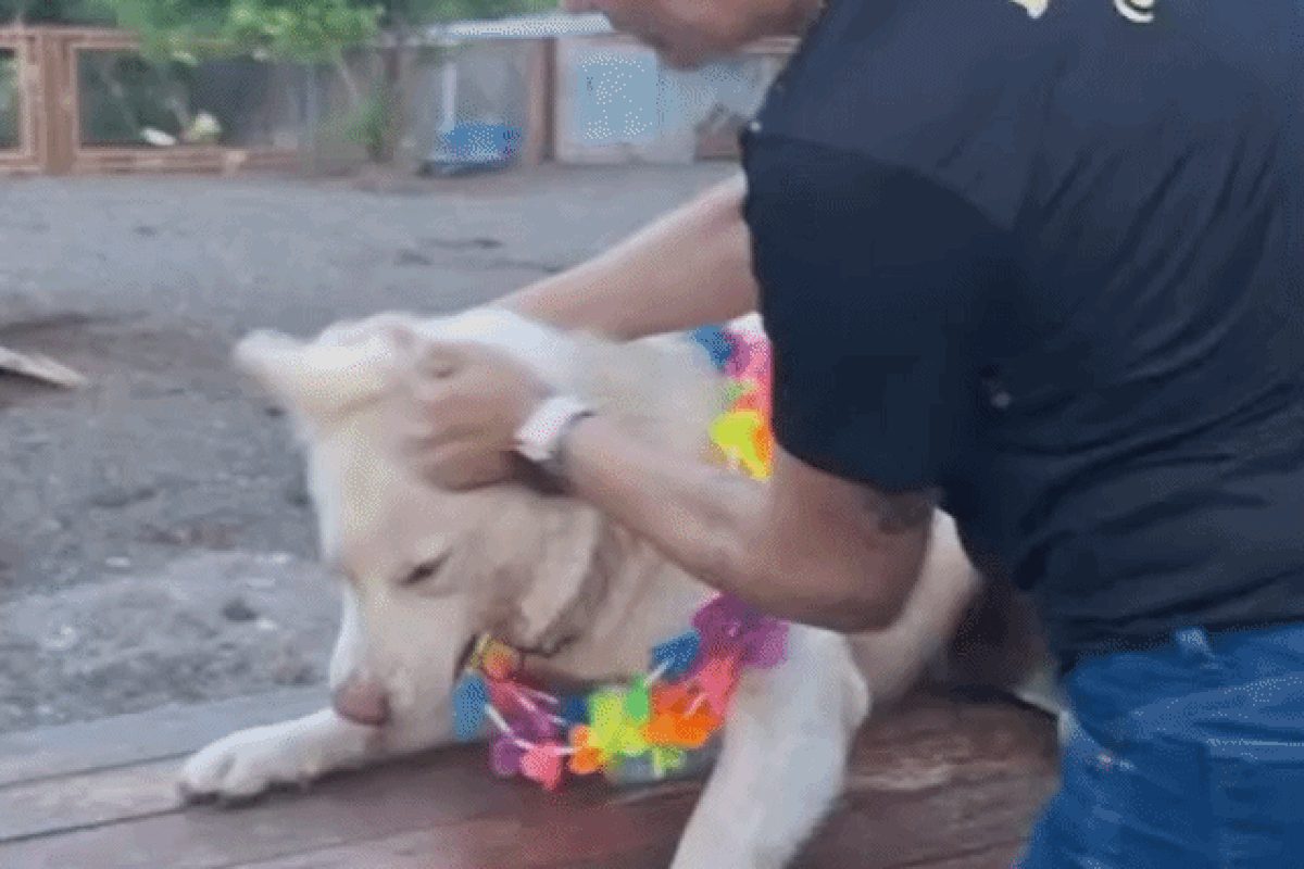 Ministério Público investiga hotel de cães em Bonito após maus-tratos