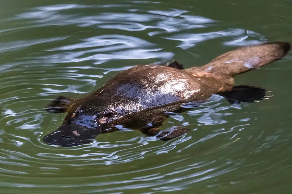 Mamíferos que põem ovos: conhecia os animais que desafiam a biologia