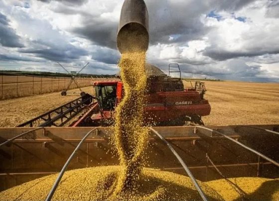 Soja virou a principal cultura do agro nordestino, diz levantamento