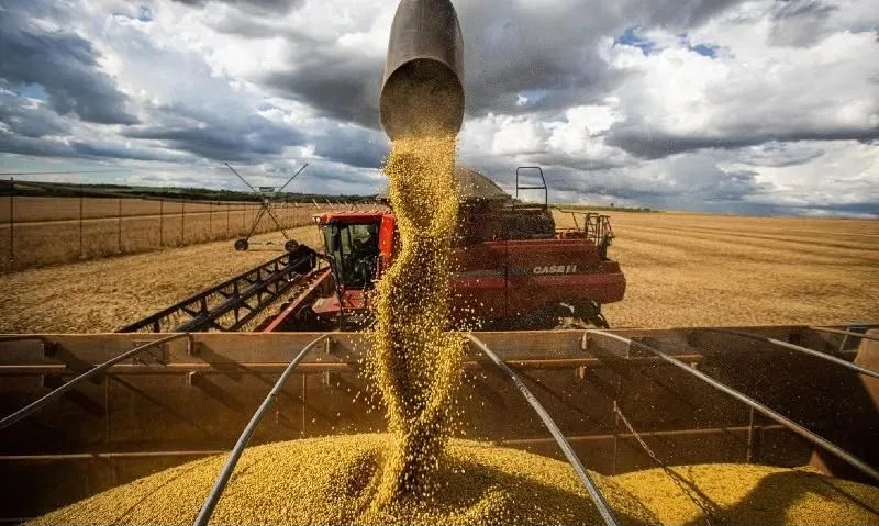 Soja se consolida como a principal cultura do agronegócio no Nordeste
